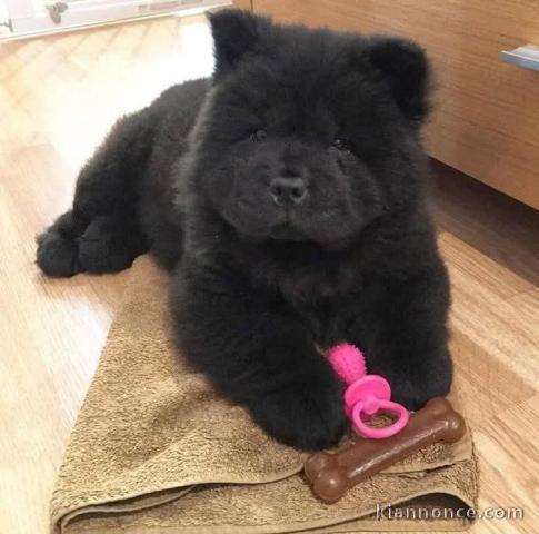chiot chow-chow a donner 