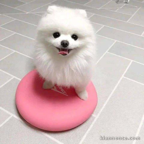Chiot spitz nain disponible 