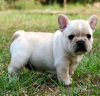 chiot bouledogue français disponible 