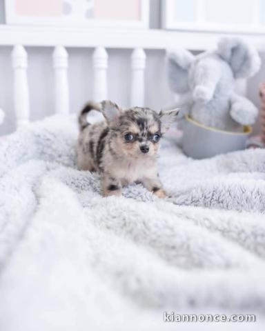 chiot adorable chihuahua mâle 