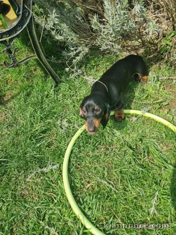 chiot teckel a donner 