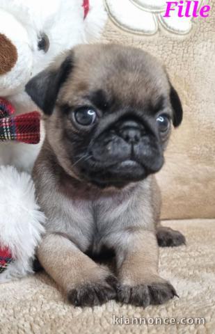 chiot carlin à donner femelle disponible 