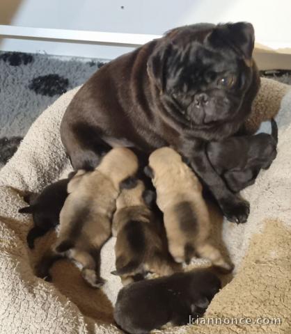 Bébé chiot carlin disponible 