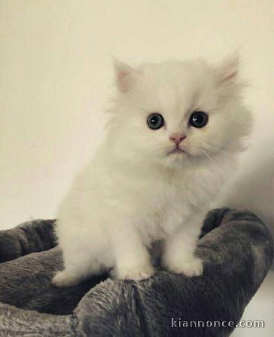 Chaton à donner contre bon soin 