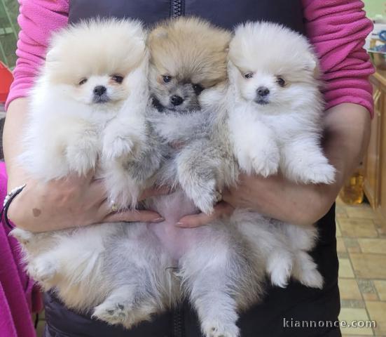 Portée chiot spitz allemand 