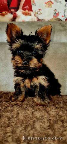 chiot Yorkshire femelle 
