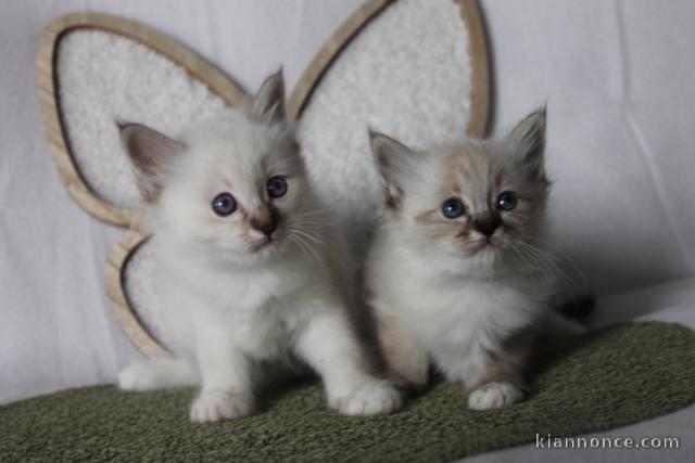 chaton sacré brimanie a donner disponible 