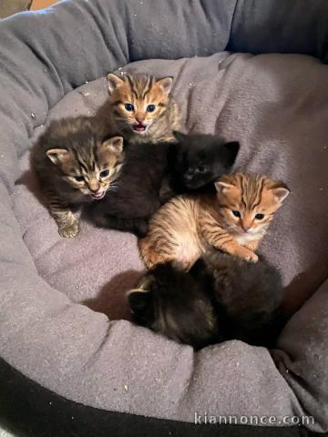 Bengal disponible pour adoption 