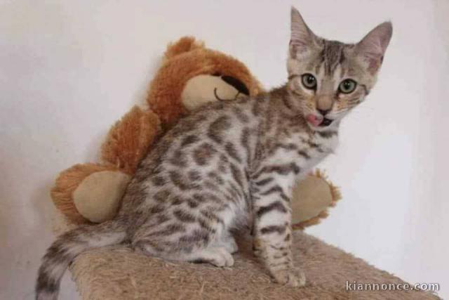 chaton Bengal pour adoption 