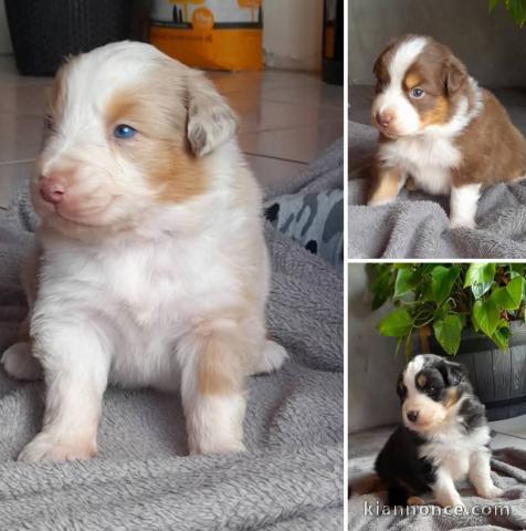 Chiot berger australien disponible 