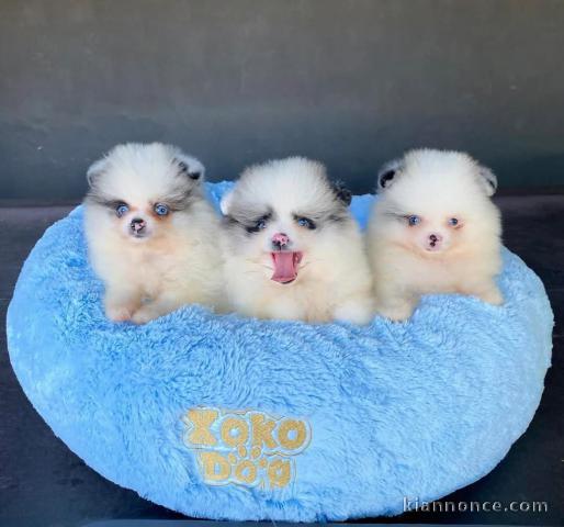 Chiot spitz nain Poméranie à donner 