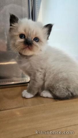 chaton sacré brimanie a donner 