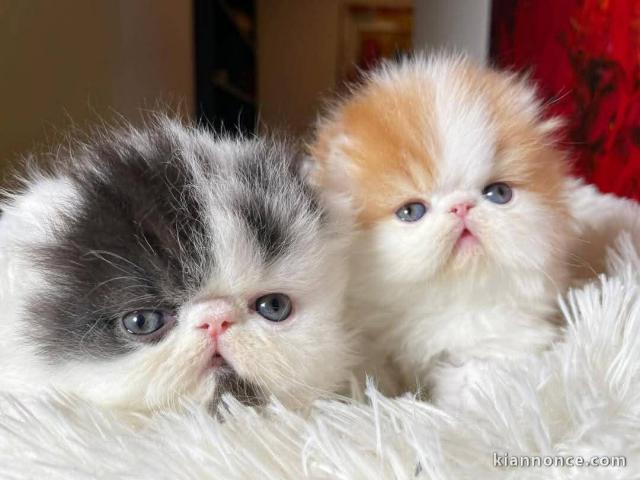 chaton persan a donner 