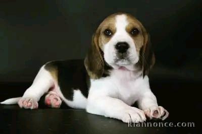 chiot beagle lof femelle a donner 