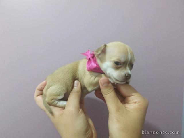 chiot chihuahua femelle a donner 