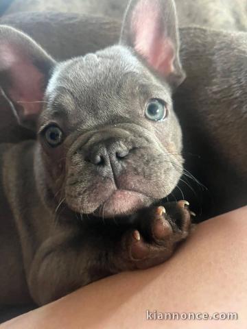 chiot bouledogue français disponible 