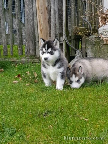 chiot husky sibérien adorable a donner femelle 