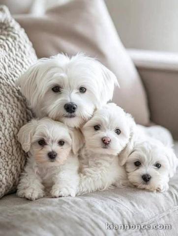 Adoption chiot bichon disponible 