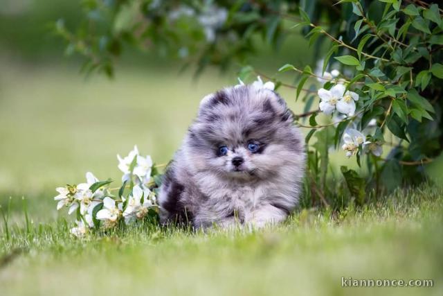 chiot spitz allemand à adopter 