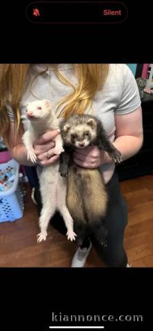 Je donne furets femelle et mâle 