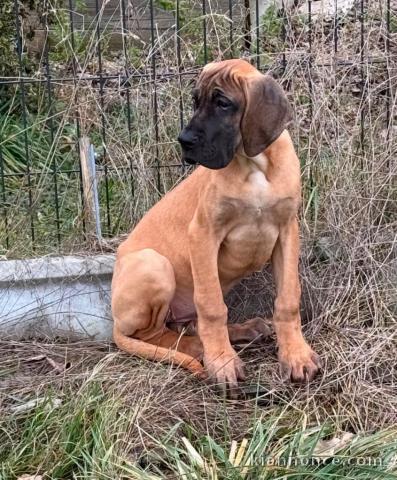chiot dogue allemand race pure 