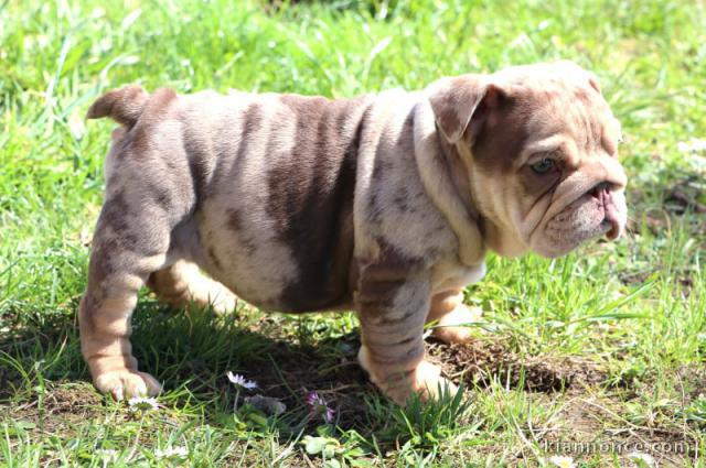 Bulldog anglais lof mâle a donner 