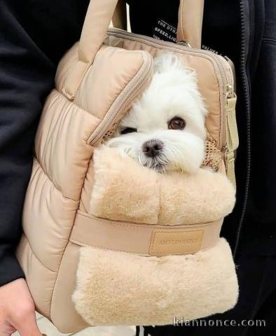 petit chiot bichon maltais mâle a donner 
