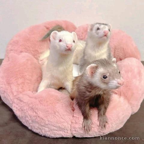 Furets a donner femelle et mâle a cédé 