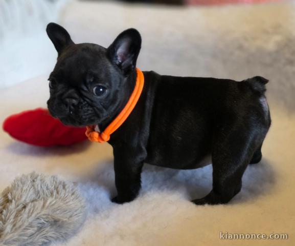Chiot bouledogue français a donner contre bon soin 