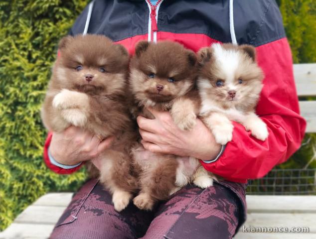 Chiot spitz nain chocolat 