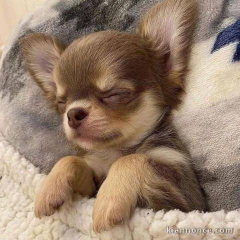 chiot chihuahua femelle a donner 