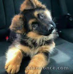 Je donne chiot berger allemand 