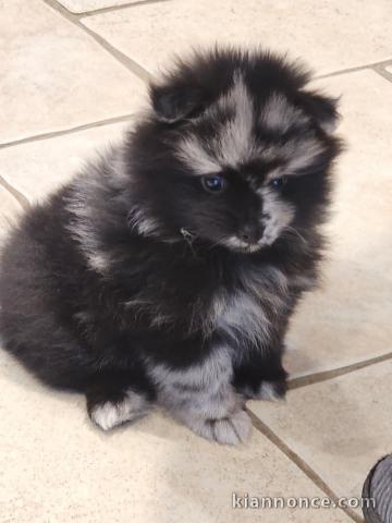 chiot spitz nain disponible 