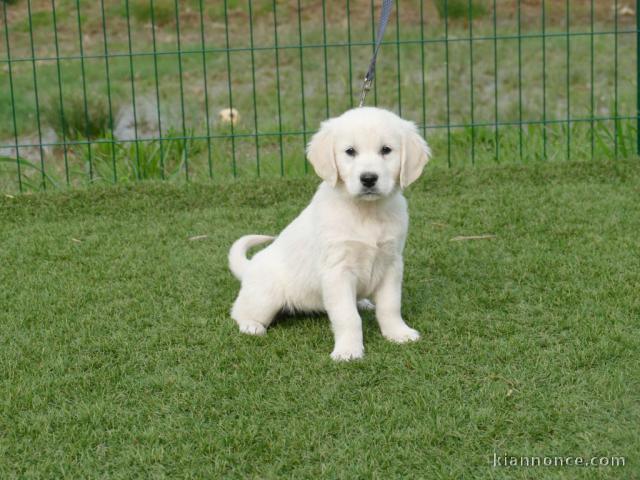 chiot golden retriever mâle a donner urgent 