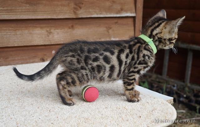 Bébé chaton Bengal pour adoption femelle 