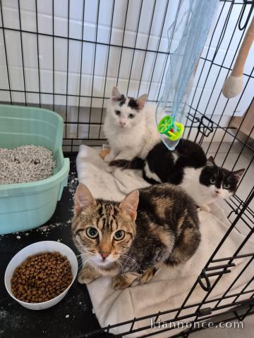 Dons chatons déjà disponible 