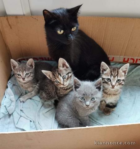 Chaton chartreux a donner 