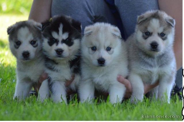 chiot husky sibérien disponible pour adoption 