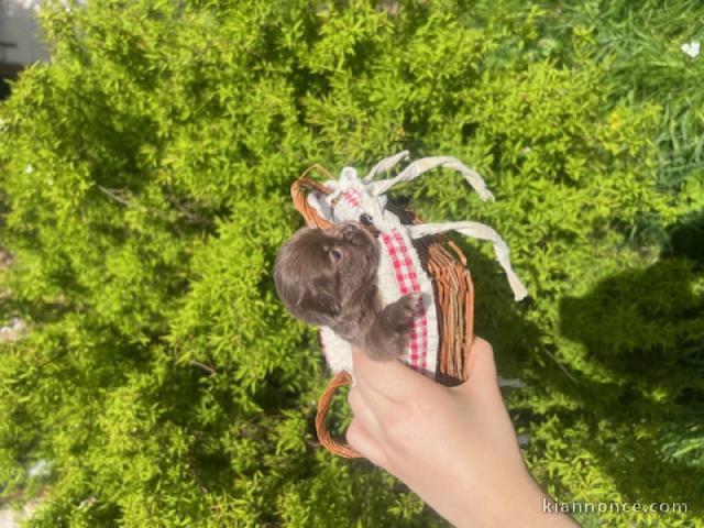 chiot chihuahua a donner 