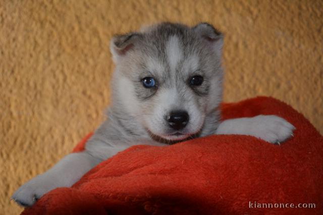 Bébé chiot husky sibérien a donner 