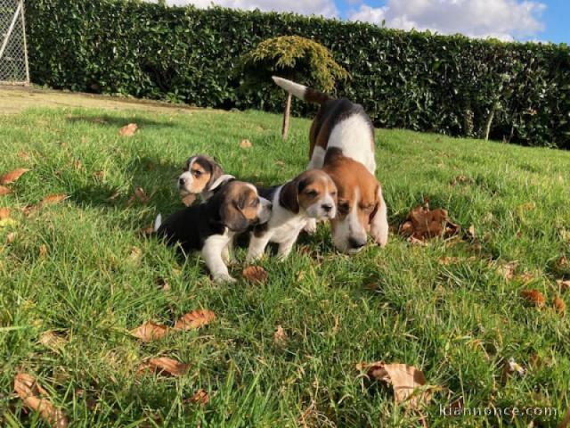 chiot beagle lof femelle a donner 