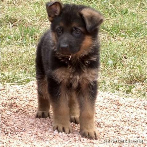 à adopter chiot berger allemand 