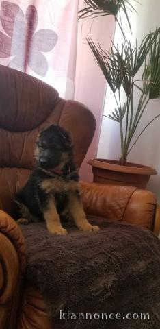 chiot berger allemand lof à adopter 