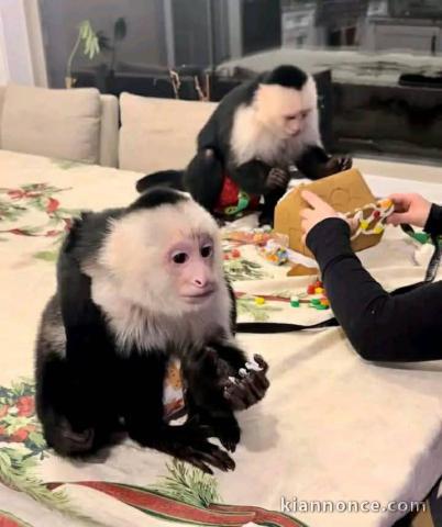 bébé singe capucin disponible immédiatement 