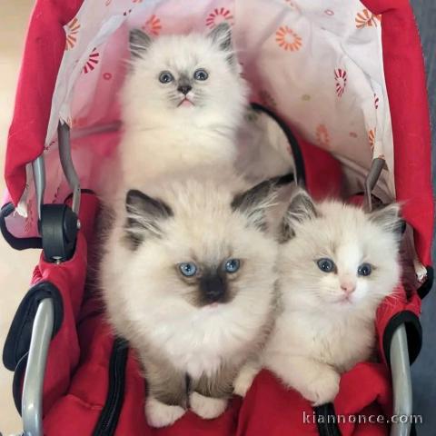 3 chaton sacré brimanie a donner 