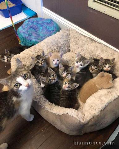 chaton adopté disponible 