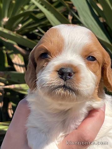 chiot épagneul breton à donner 