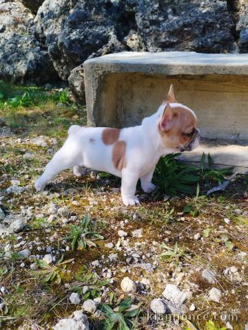 chiot bouledogue français a donner 