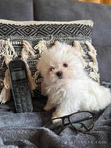 chiot bichon maltais à la recherche d\