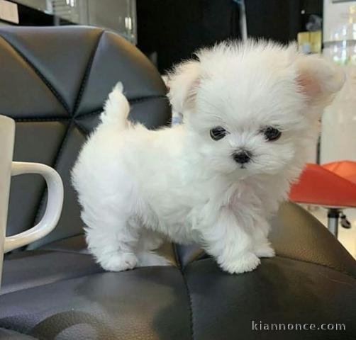 chiot bichon maltais mâle a donner 